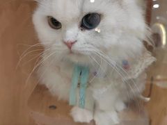 -共舞时光猫咖·狗咖(新街口店)