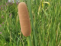 -泗洪洪泽湖湿地景区