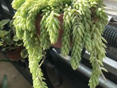 -北京植物园-展览温室