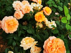 -深圳国际园林花卉博览园