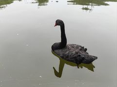 -静之湖湖畔餐厅