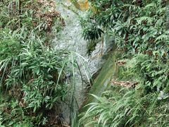 -南山植物园