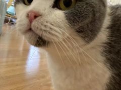 -MOYOYO猫咪咖啡店