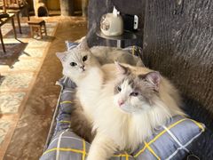 -猫猫幼稚园·撸猫·桌游·电玩