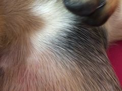 -宠爱国际动物医院· 猫科· 外科·中兽医(长白店)