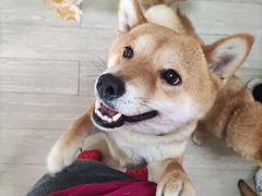 -柴犬高等学院·狗咖·柴犬售卖·宠物训练