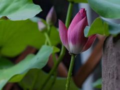 -循礼门鲜花花市(武汉循礼门店)