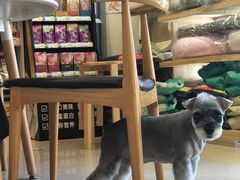 -我爱吾宠宠物美容院(朝阳路店)