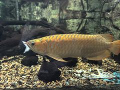 -萌宠奇缘(荣鼎店)