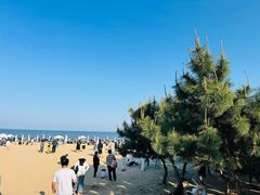 -日照海滨国家森林公园