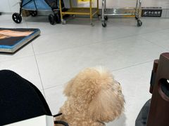 -小呆的宠物店·宠物售卖·宠物寄养(城西店)