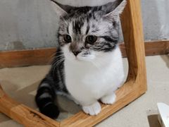 -藏猫猫咖啡主题馆(中央大道店)