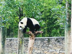 -卧龙中华大熊猫苑神树坪基地