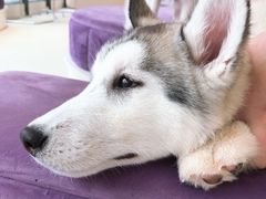 -怪兽屋·羊驼·猫咖·狗咖(俊华广场店)