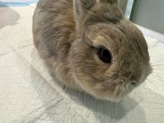 -雨林宠物医院 非犬猫异宠专科