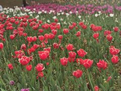 -苏州上方山国家森林公园