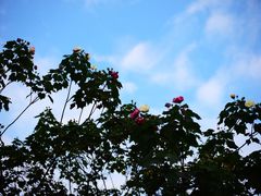 -三圣花乡旅游区