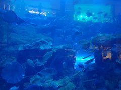 -迪拜水族馆及水下动物园