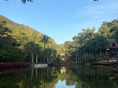 -西双版纳原始森林公园