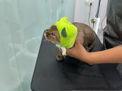 -爱洗澡的猫(望京店)
