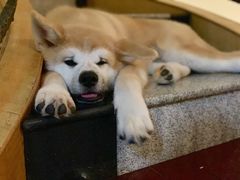 -喜柴咖啡·柴犬狗咖