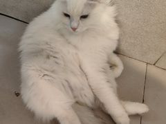 -平行世界·猫咖(首经贸店)