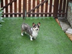 -汪说喵讲宠物乐园宠物酒店(红星美凯龙店)