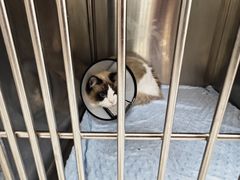 -瑞派康怡24h宠物医院·犬猫医疗中心·微创绝育(瑞景分院)