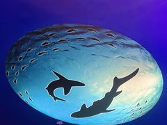 -上海海昌海洋公园