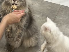 -楼上猫咖(罗湖店)