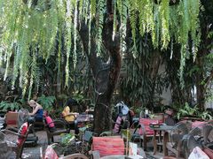 -Fern Forest Cafe