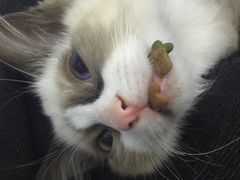 -喵的天空名猫咖啡馆·撸猫·猫舍·用品