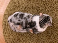 -猫和宫(六道口店)