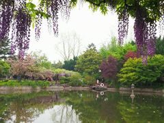 -嘉定紫藤园