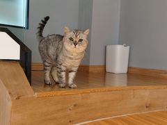 -啵啵喵·猫咖(攀华国际店)