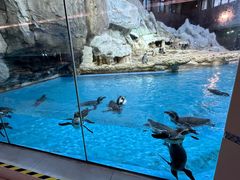 -帝企鹅自助餐厅•儿童岛•真企鹅(长隆企鹅酒店)