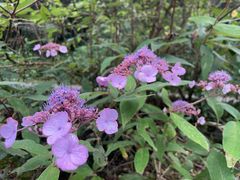 -武陵山森林公园