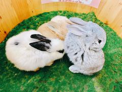 -上海大自然野生昆虫馆