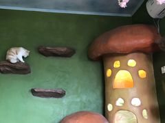 -猫猫幼稚园·撸猫·桌游·电玩
