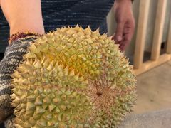 -都念榴莲·城市榴莲