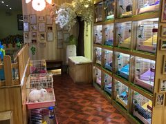 -宠物兔专门店(天丰利市场店)