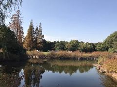 -上海滨江森林公园