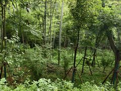 -上海佘山国家森林公园天马山园