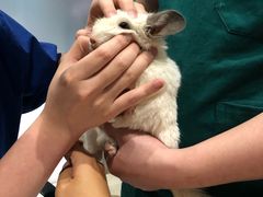 -雨林宠物医院 非犬猫异宠专科