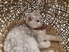 -飞行喵MR PILOT|猫舍·猫咖(静安大融城店)