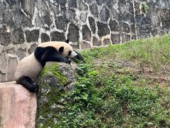 -都江堰中华大熊猫苑