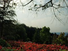 -铁山坪森林公园