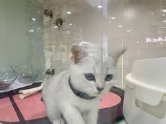 -糯米喵星人·撸猫猫舍咖啡馆(西市场嘉华店)