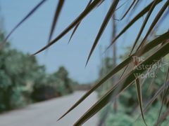 -长洲岛