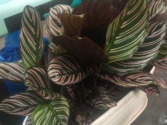 -胡子王扁豆面旗子(南湖路店)